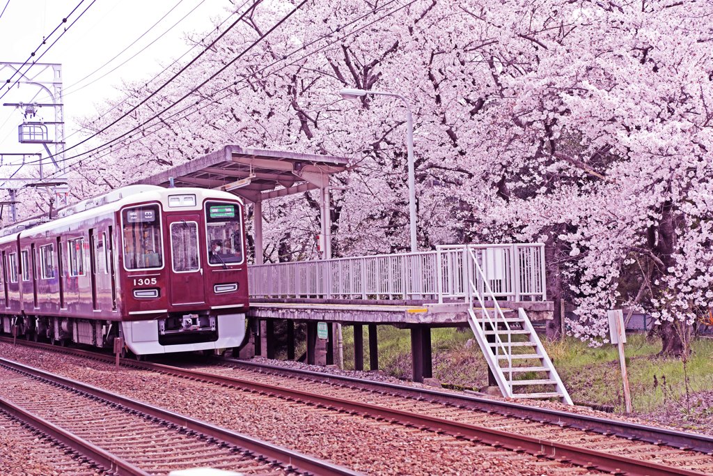 駅の桜