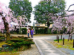 お花見