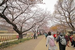 八幡市さくら出会い館