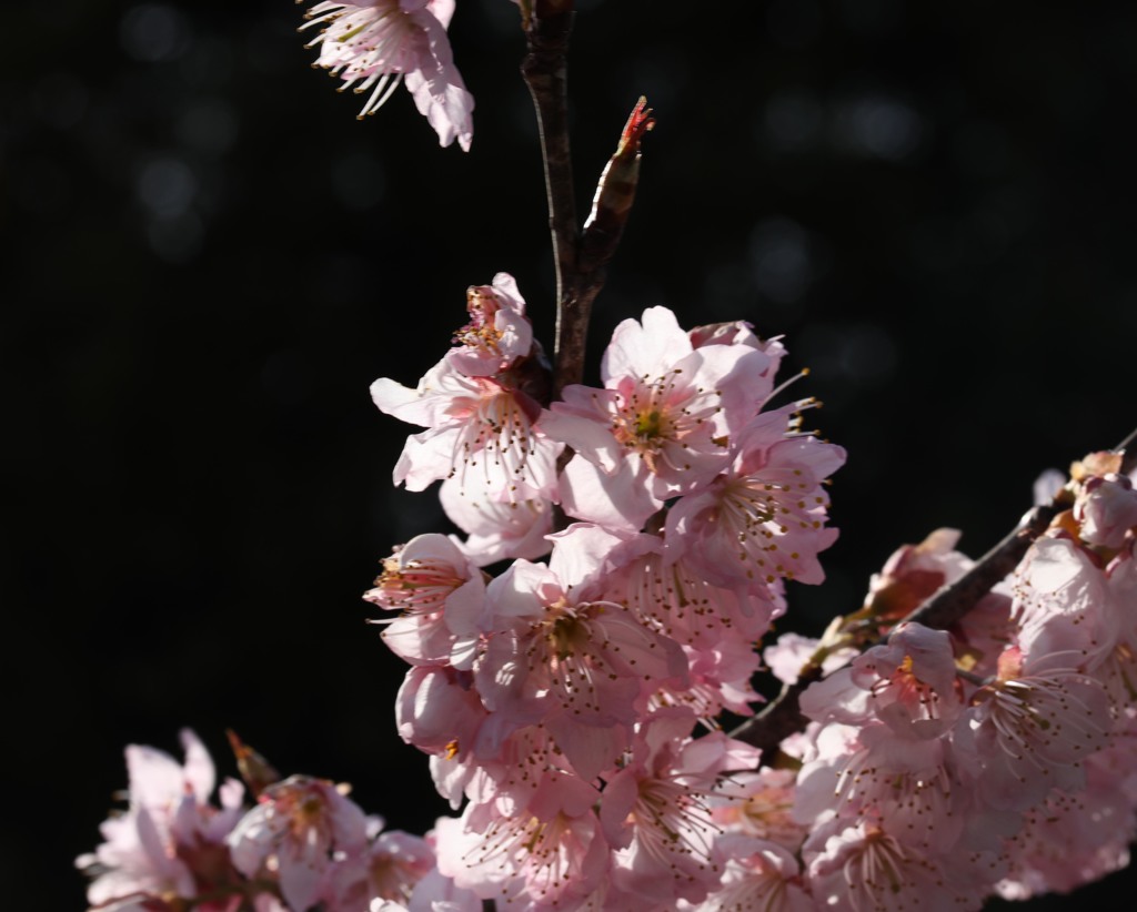 開花