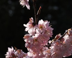 開花