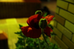 はな