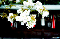 神社の桜