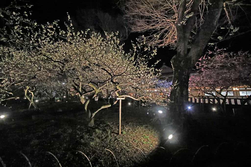 梅満開