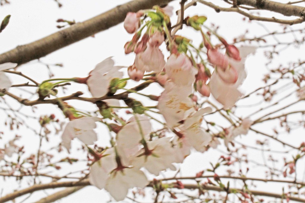 向日神社桜