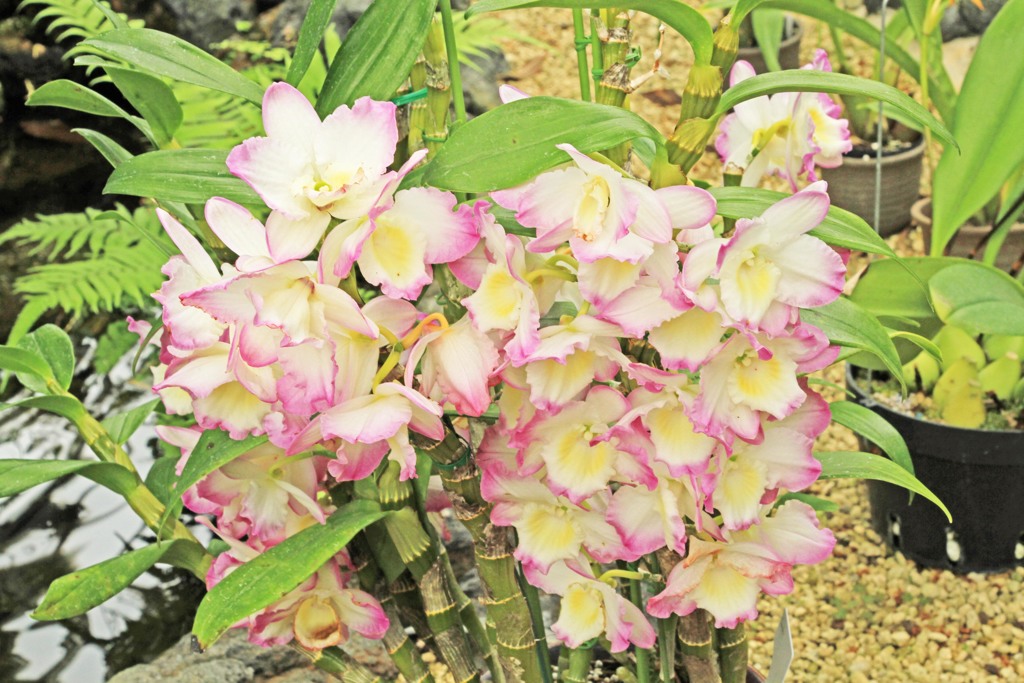 温室にて