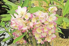 温室にて