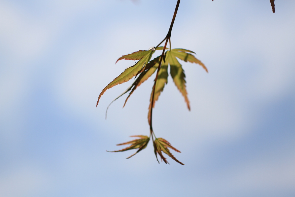 空に輝く葉