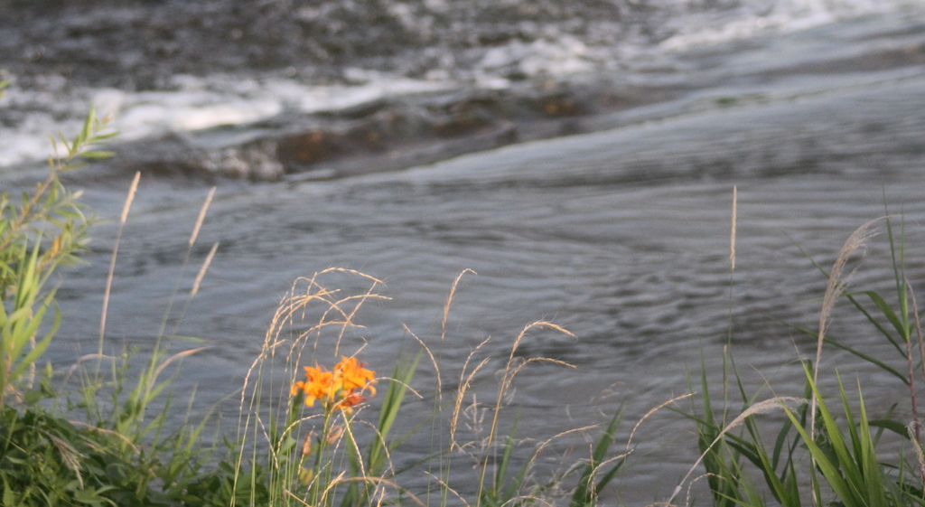 河沿いの一論の花
