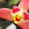 花壇で輝く