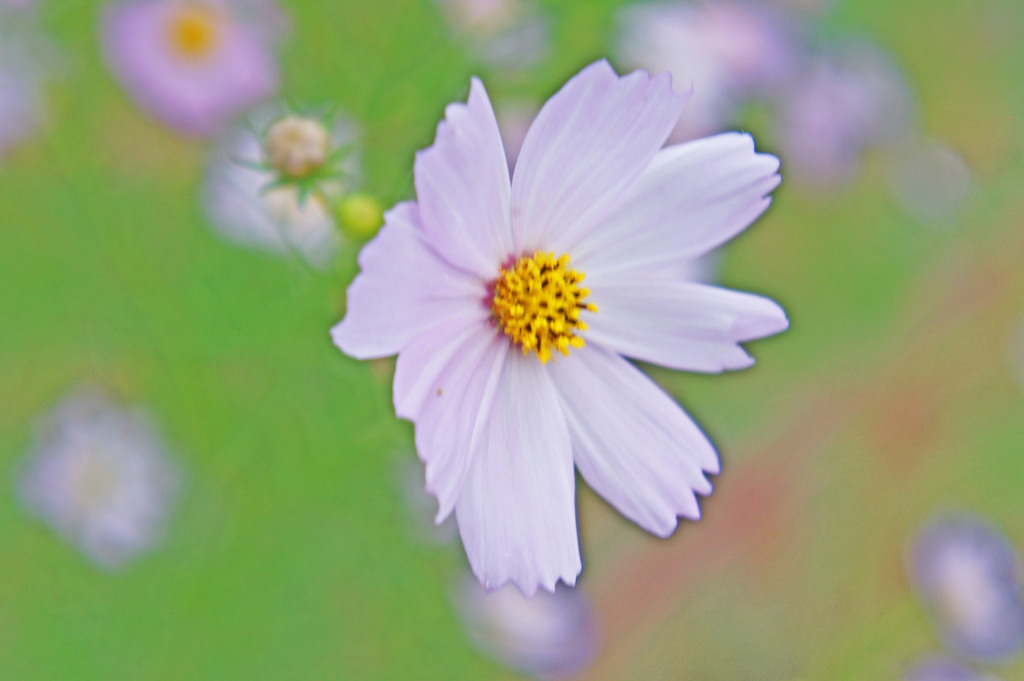 秋桜