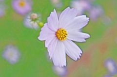 秋桜
