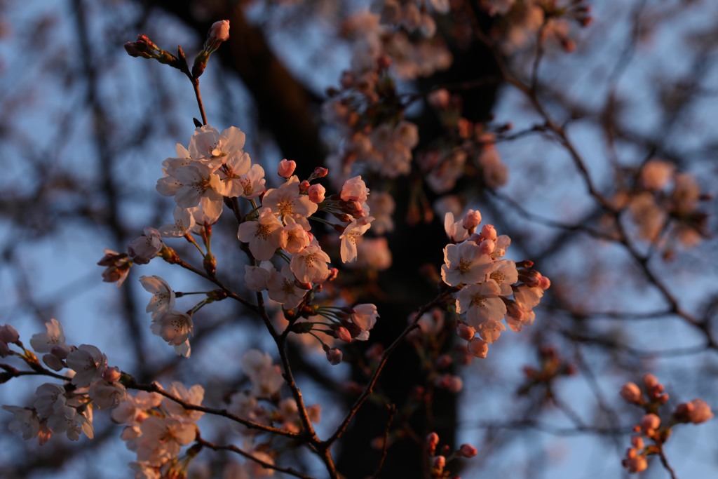開花