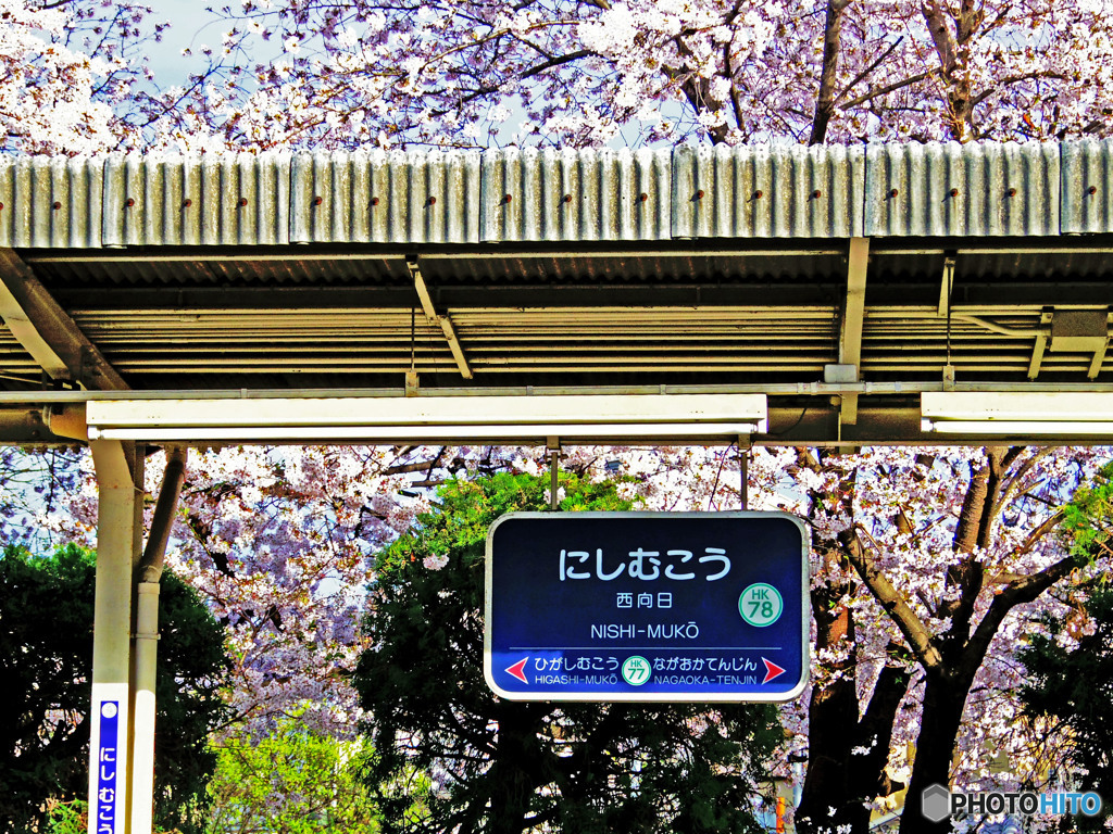 駅の桜