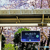 駅の桜
