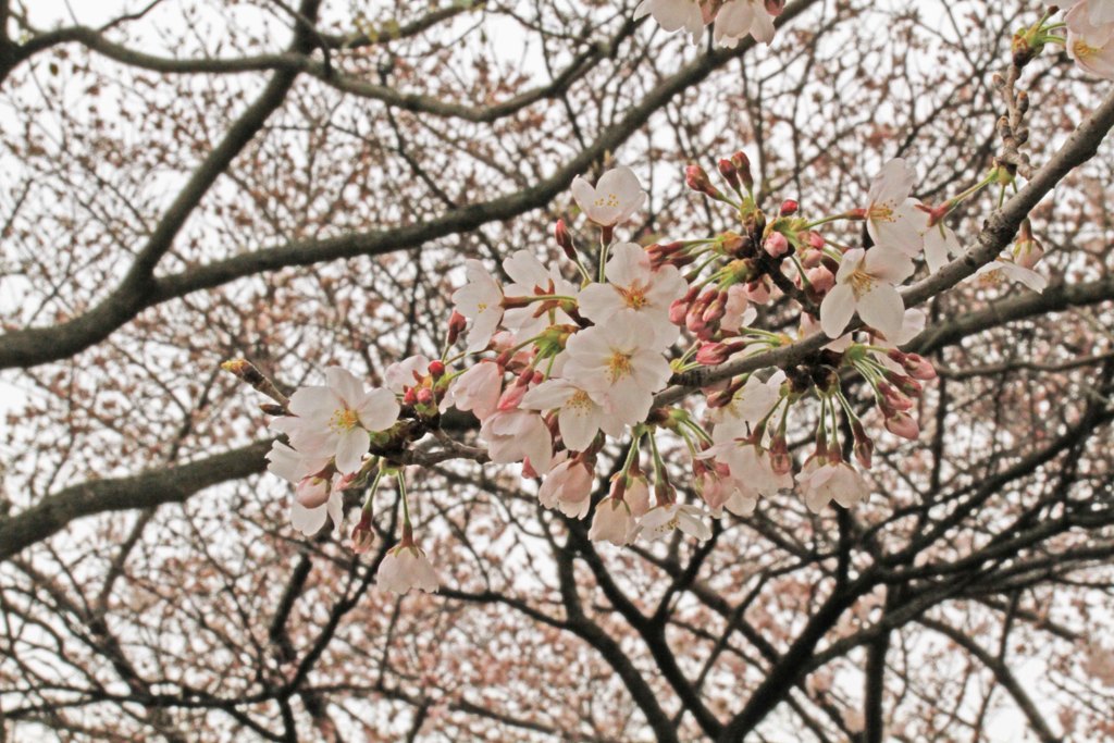 向日神社桜