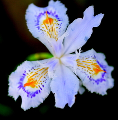 鞍馬の花