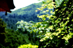 夏紅葉も最高だよね