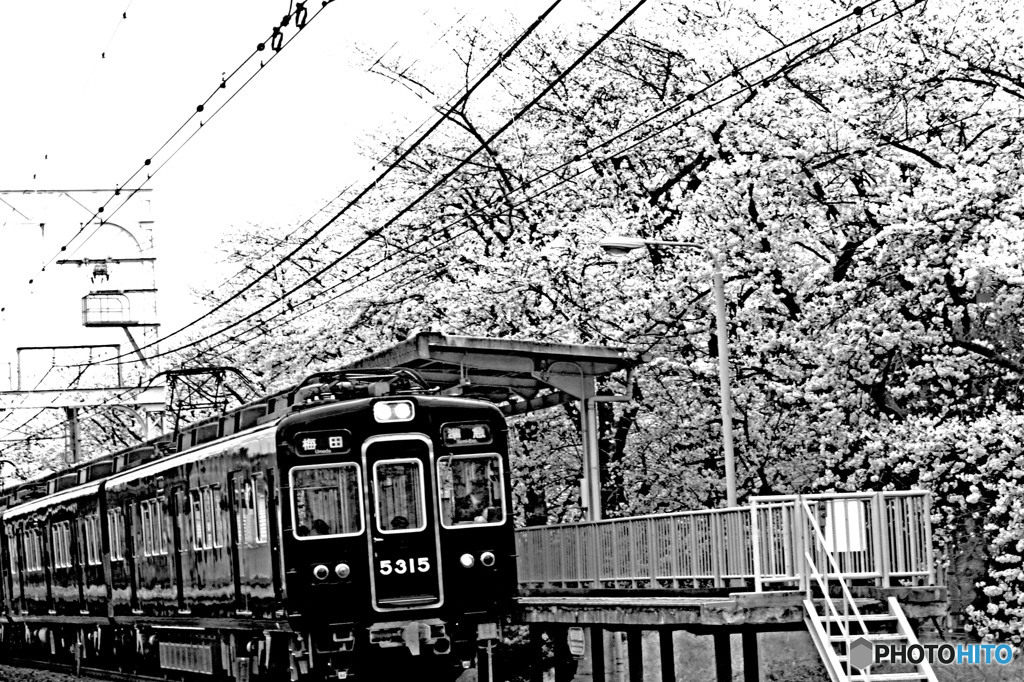 駅の桜