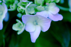 紫陽花