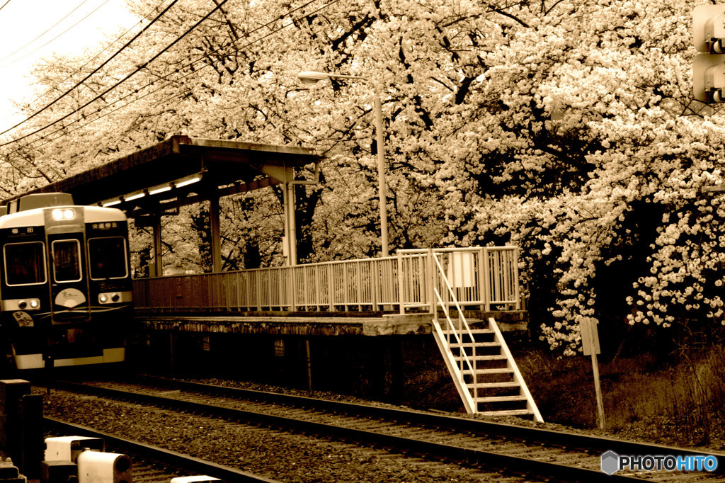 駅の桜