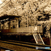 駅の桜