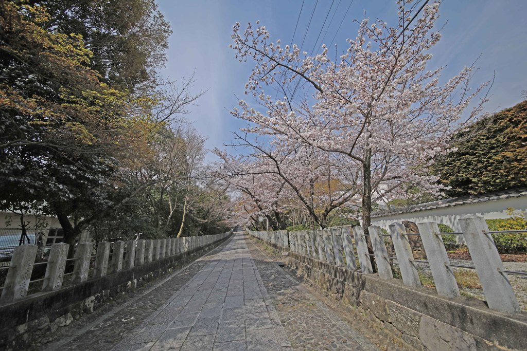 向日神社桜