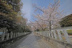 向日神社桜