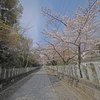 向日神社桜