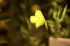 夜に輝く一輪の花