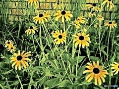街の花