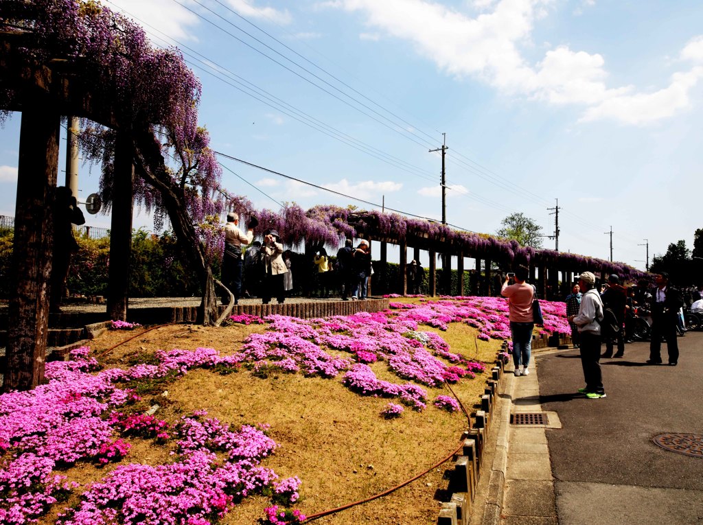京都鳥羽下水処理場
