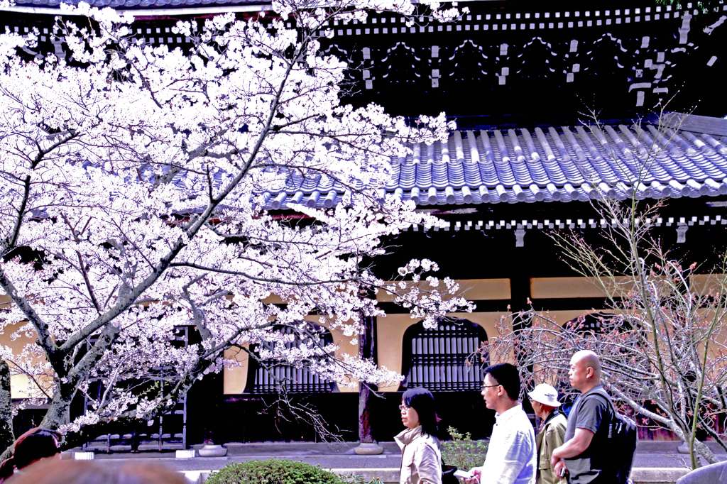 お花見
