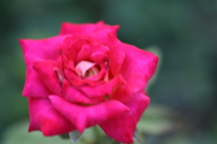 路上の花壇