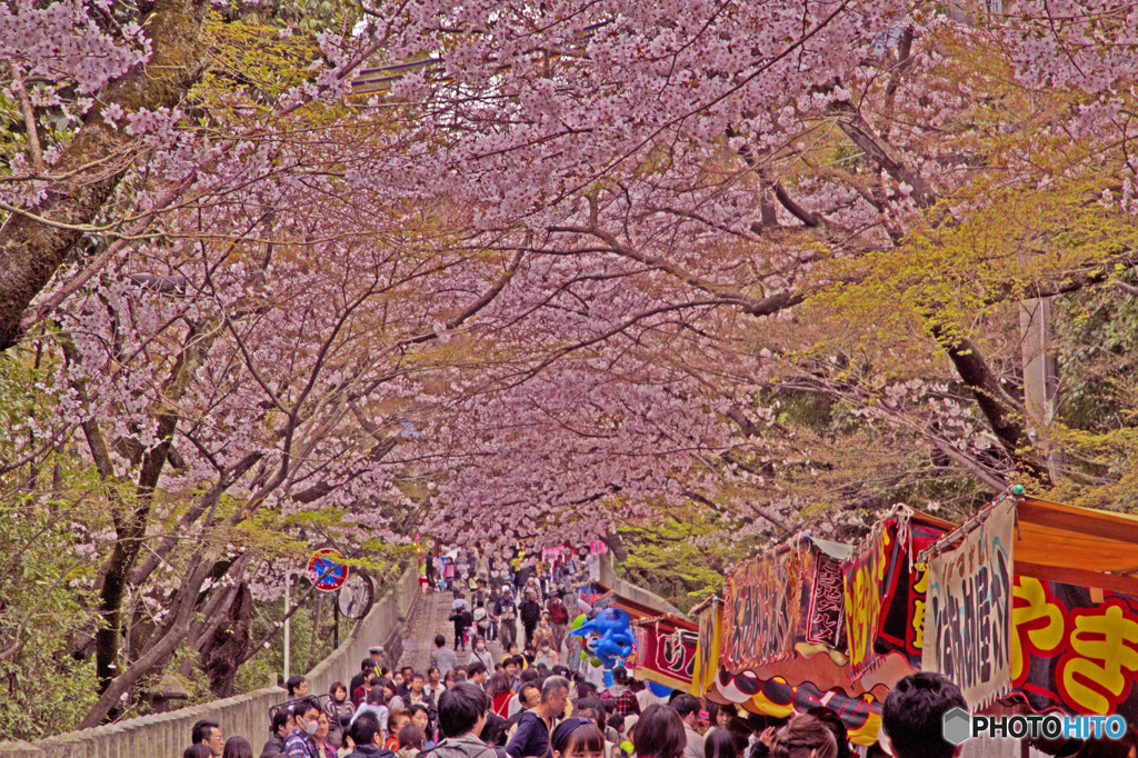 桜まつり