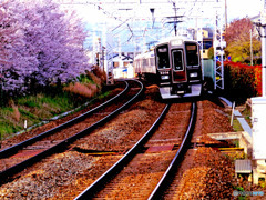 電車と桜