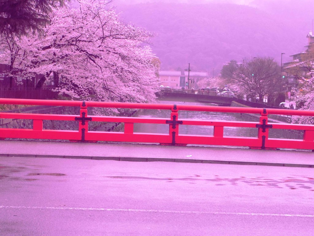お花見