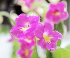 花壇