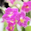花壇