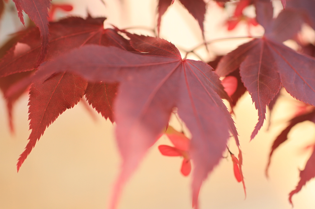 春紅葉