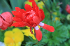 雨上がりの花