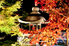 勝林寺の紅