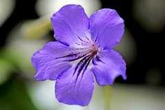 花壇の輝き