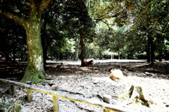 奈良公園にて