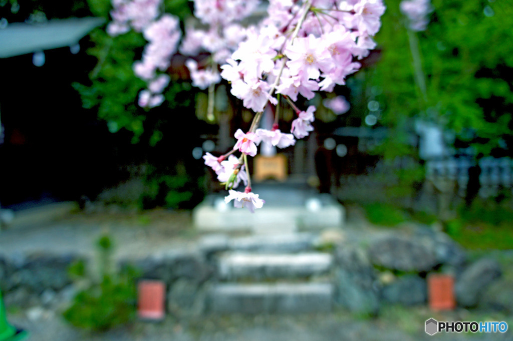神社と桜
