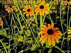 街の花