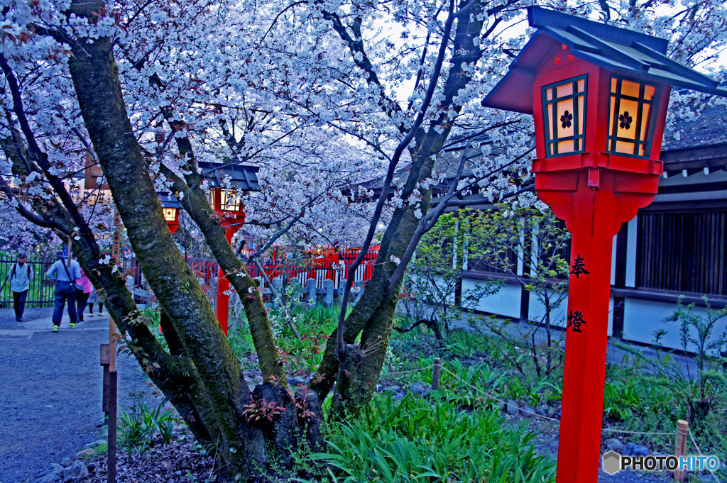 桜まつり