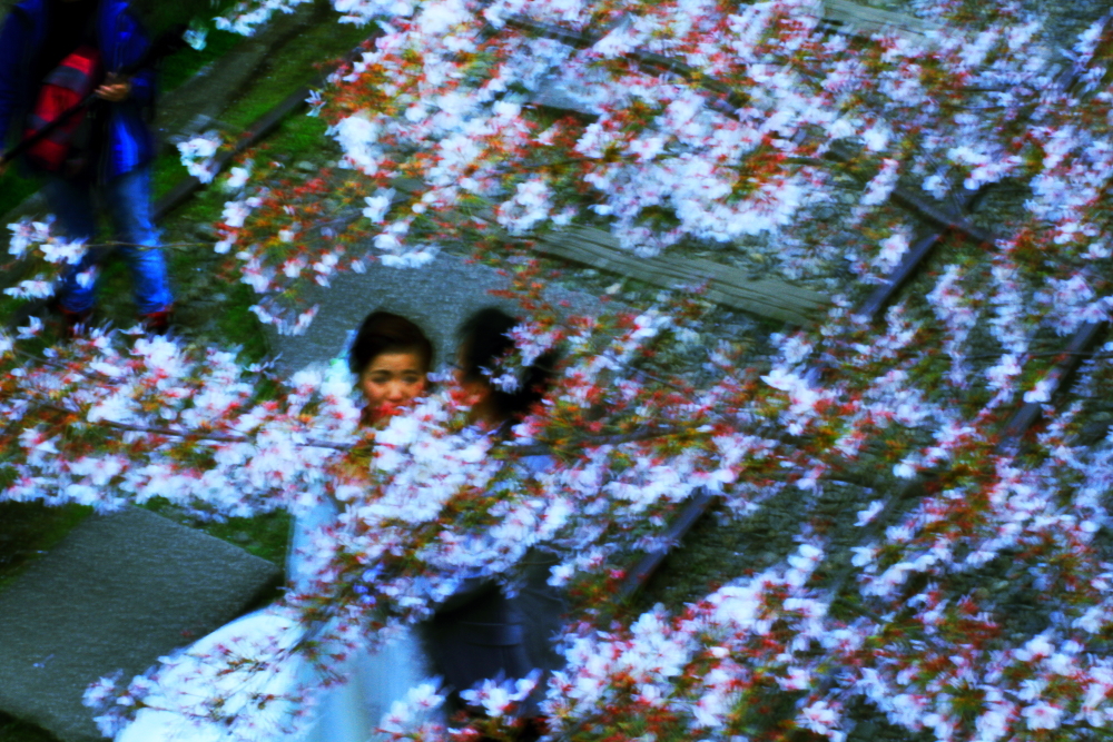 桜の木の下での結婚式