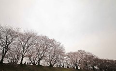 八幡市さくら出会い館