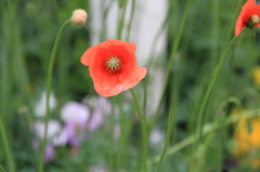 公園の花